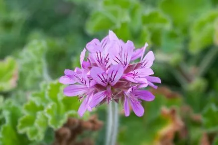 organele generative de flori plante, fructe și semințe de