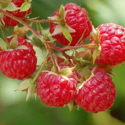 organele generative de flori plante, fructe și semințe de