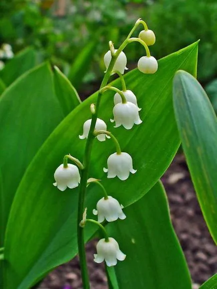 organele generative de flori plante, fructe și semințe de