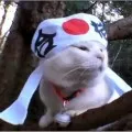 Cum va frumusețea japoneză Cum va frumusețea japoneză