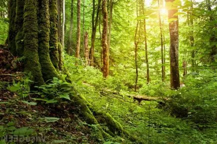 A fost o pădure ca un vis