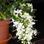 Reproducerea Clerodendrum la domiciliu