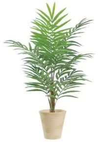 Houseplant ca un copac de palmier Houseplant ca un copac de palmier