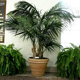 Houseplant ca un copac de palmier Houseplant ca un copac de palmier