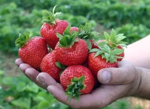 Căpșunile ca cultivarea