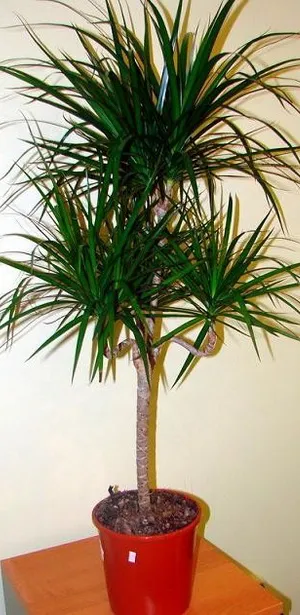 Houseplant ca un copac de palmier Houseplant ca un copac de palmier