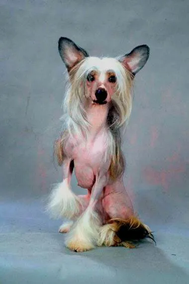 Cățeluși câine Crested chinez