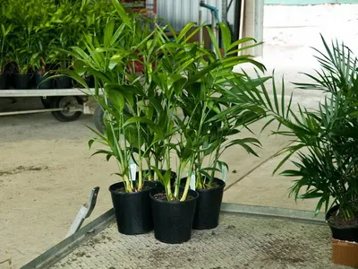 Houseplant ca un copac de palmier Houseplant ca un copac de palmier