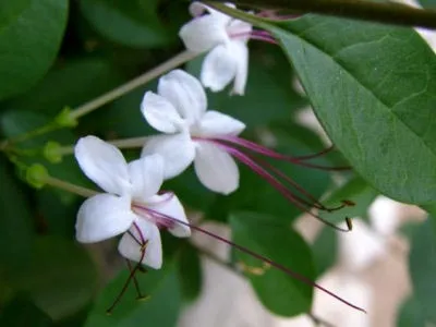 Reproducerea Clerodendrum la domiciliu Reproducerea Clerodendrum la domiciliu