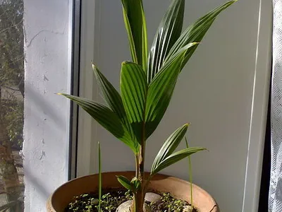 Houseplant ca un copac de palmier Houseplant ca un copac de palmier