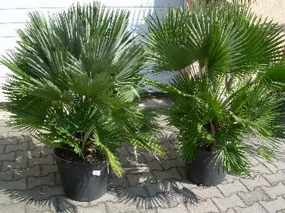 Houseplant ca un copac de palmier Houseplant ca un copac de palmier