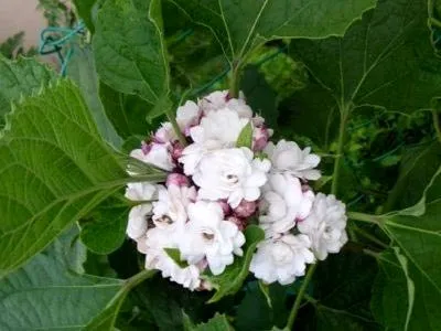 Reproducerea Clerodendrum la domiciliu Reproducerea Clerodendrum la domiciliu
