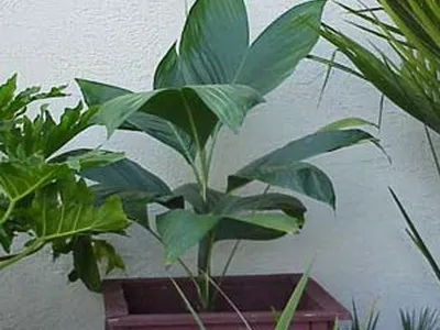 Houseplant ca un copac de palmier Houseplant ca un copac de palmier