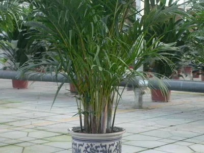 Houseplant ca un copac de palmier Houseplant ca un copac de palmier