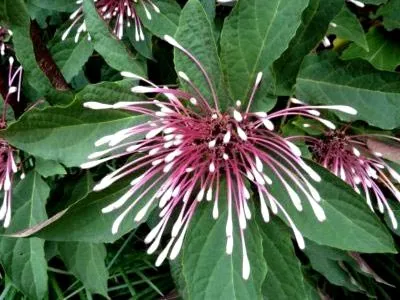 Reproducerea Clerodendrum la domiciliu Reproducerea Clerodendrum la domiciliu