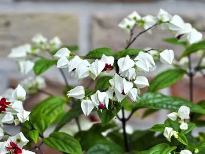 Reproducerea Clerodendrum la domiciliu Reproducerea Clerodendrum la domiciliu