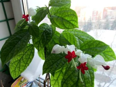 Reproducerea Clerodendrum la domiciliu Reproducerea Clerodendrum la domiciliu