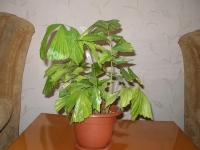 Houseplant ca un copac de palmier Houseplant ca un copac de palmier