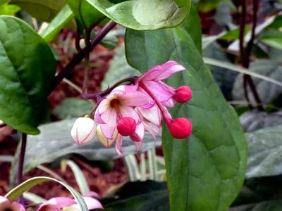 Reproducerea Clerodendrum la domiciliu Reproducerea Clerodendrum la domiciliu