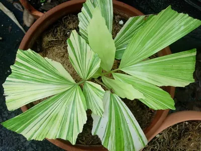 Houseplant ca un copac de palmier Houseplant ca un copac de palmier