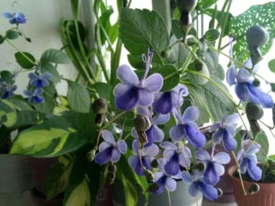 Reproducerea Clerodendrum la domiciliu Reproducerea Clerodendrum la domiciliu