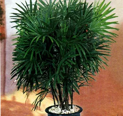 Houseplant ca un copac de palmier Houseplant ca un copac de palmier