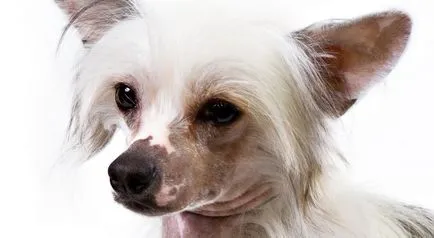Cățeluși câine Crested chinez Cățeluși câine Crested chinez