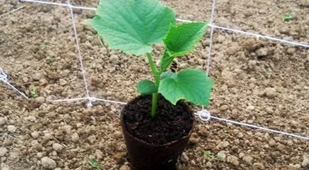 Calendarul lunar pentru plantare castraveți