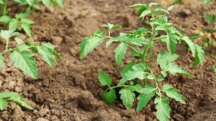 Cum cel mai bine pentru tomate plante Cum cel mai bine pentru tomate plante