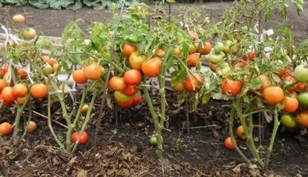 Cum cel mai bine pentru tomate plante Cum cel mai bine pentru tomate plante