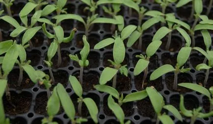 Cum cel mai bine pentru tomate plante Cum cel mai bine pentru tomate plante