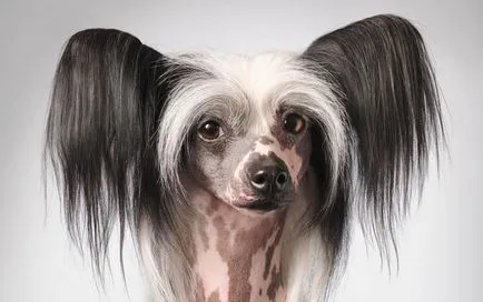 Cățeluși câine Crested chinez Cățeluși câine Crested chinez