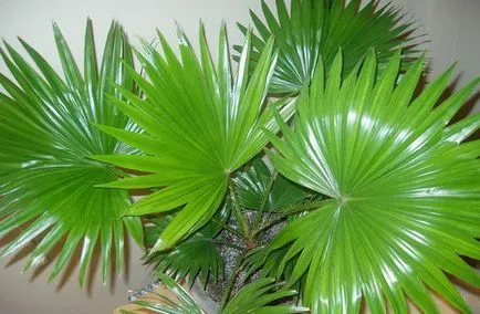 Houseplant ca un copac de palmier Houseplant ca un copac de palmier