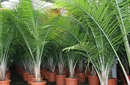 Houseplant ca un copac de palmier Houseplant ca un copac de palmier