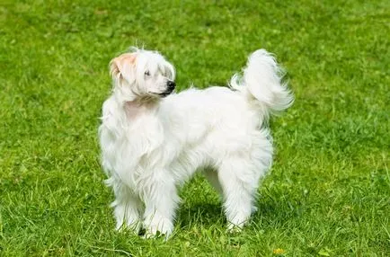 Cățeluși câine Crested chinez Cățeluși câine Crested chinez