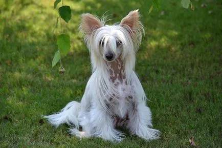 Cățeluși câine Crested chinez Cățeluși câine Crested chinez