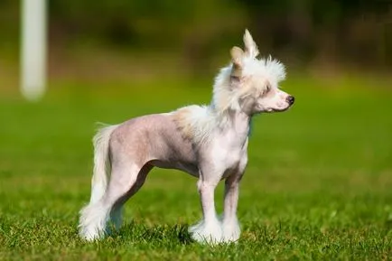 Cățeluși câine Crested chinez Cățeluși câine Crested chinez