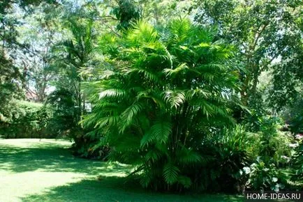 Houseplant ca un copac de palmier