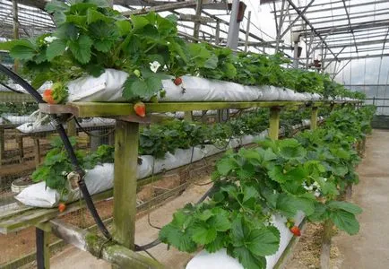 Căpșunile ca cultivarea