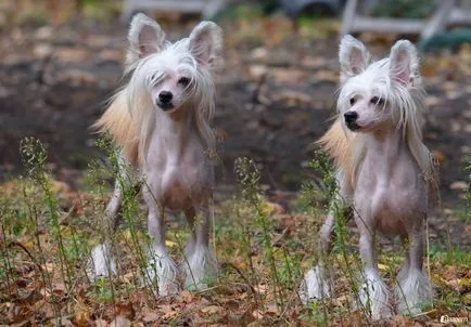 Cățeluși câine Crested chinez Cățeluși câine Crested chinez