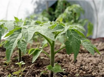 Cum cel mai bine pentru tomate plante Cum cel mai bine pentru tomate plante