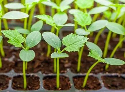 Calendarul lunar pentru plantare castraveți