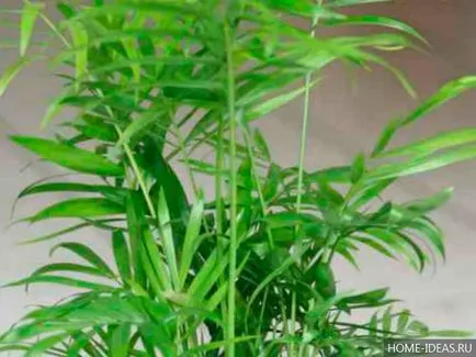 Houseplant ca un copac de palmier