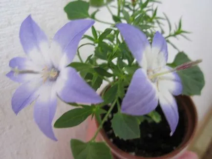 Mireasa si mirele mână clopot Mireasa si mirele mână clopot