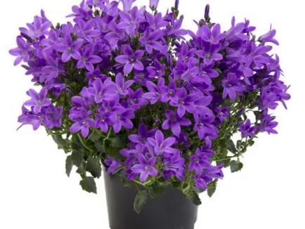 Mireasa si mirele mână clopot Mireasa si mirele mână clopot