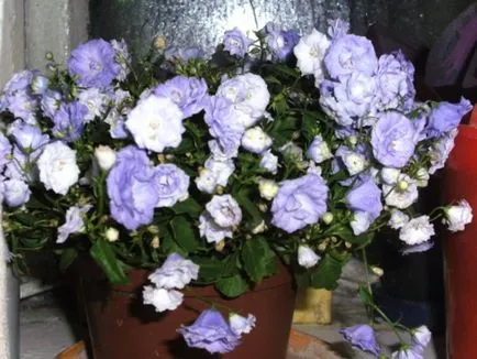 Mireasa si mirele mână clopot Mireasa si mirele mână clopot