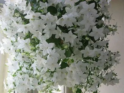Mireasa si mirele mână clopot Mireasa si mirele mână clopot