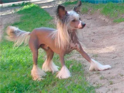 Cățeluși câine Crested chinez