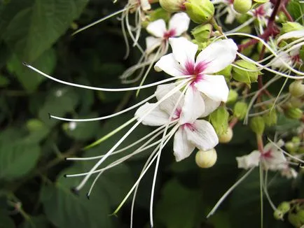 Reproducerea Clerodendrum la domiciliu