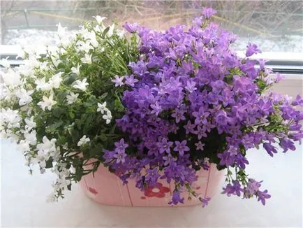 Mireasa si mirele mână clopot Mireasa si mirele mână clopot